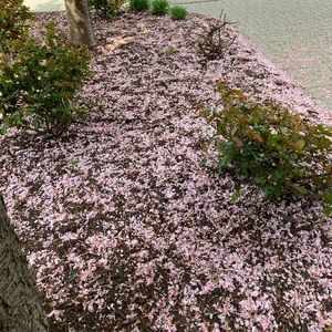 Meet your Posher, Reon